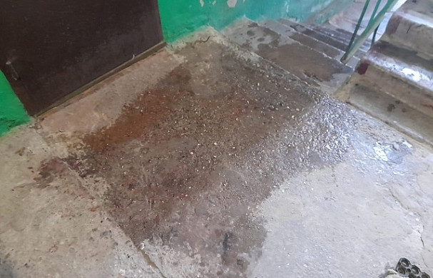 В Гаврилово-Посадском районе застрелили безнадзорную собаку, которую любили дети